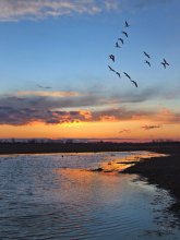 Flying birds ... / ***