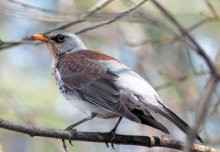 Blackbird spring / ***