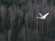 Fly now! / ***