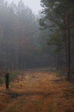 In forest / ***