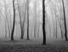 Nebliger Morgen / ***