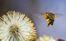 OF POLLEN / ***