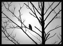 fotohayku / ***