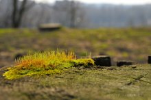 Small forest / ............