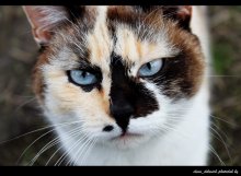 pussycat / ***