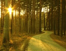 In forest / .....