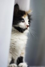 Kote / ***