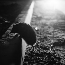 Night Hunter / ***