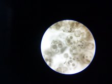 Volvox aureus / ***