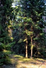 Märchenwald / ******