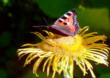 Butterfly / ***