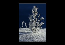 WINTER Coral 2 / ***