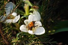 Wettbewerber / ***