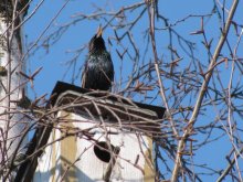 on the roof of his house)) / ***