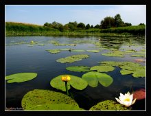 Backwater / .....