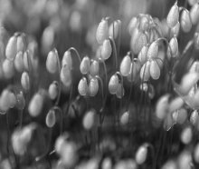 Kukushkin flax / ***