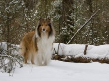 Queen of the Winter Forest / ***