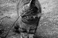 kote / ***
