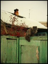Postcard / ***