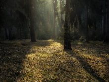 Morning in the Forest / -----------