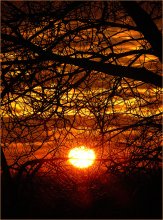 Caught in the trees. / ......