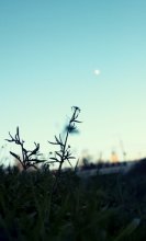 Evening / ***