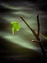 Survive ... / .........