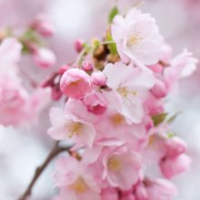 Blossom / ***