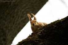 Squirrel / ***