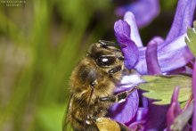 Bee / ***