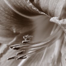 Is there such a job - collecting pollen ... (2008) / ***