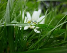 flower drop) / ***