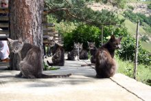 cat cafe / ***