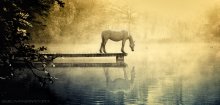Horse / horse