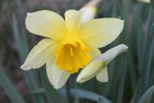 Narcissus / ***