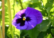 Violet / ***