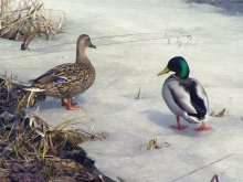 Once at the Komsomolsk lake. / -----