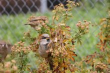 Sparrow / ***