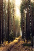 Thoughtful forest / ***