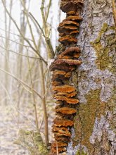 Mushrooms / ***