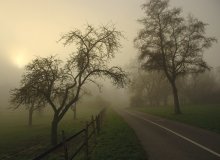 Foggy Morning / ***