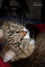Tiger / ***