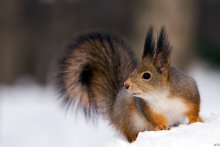 On the forest beauty contest / ***