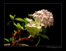 Shades of tenderness / *****