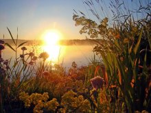In a country of dense grass / ***