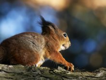Squirrel / ***
