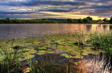 water lilies at sunset / ***