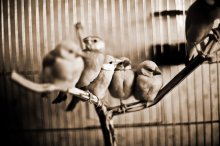 birds / ***