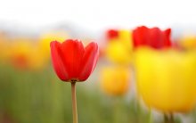 Spring in full swing / *****