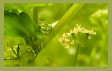 Microcosm / ******